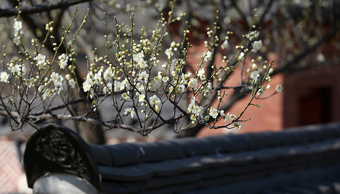 Peeking over the tiled wall, flowering apricots burst into bloom, heralding the onset of spring, on March 24.