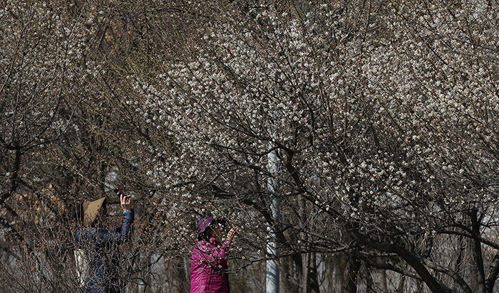 People stroll around the grounds of the National Museum of Korea, enjoying the outdoors while taking photos of the flowering apricot blossoms, on March 24.