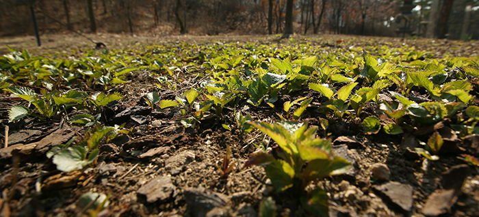 After hibernating under the frozen earth during the cold weather period, sprouts are finally beginning to bud. 
