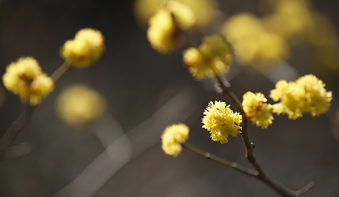 Yellow cornelian cherries flower, coloring the walkway a bright yellow.