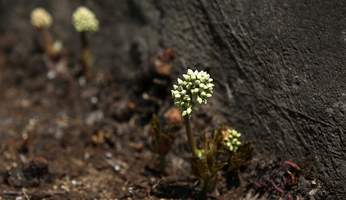 Creeping up next to a rock, <i>Mukdenia rossii</i> are an early sign of spring as they show off their blossoms.
