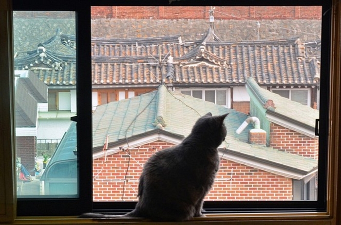 My cats are also pretty happy with the view of Bukchon's Hanoks. 