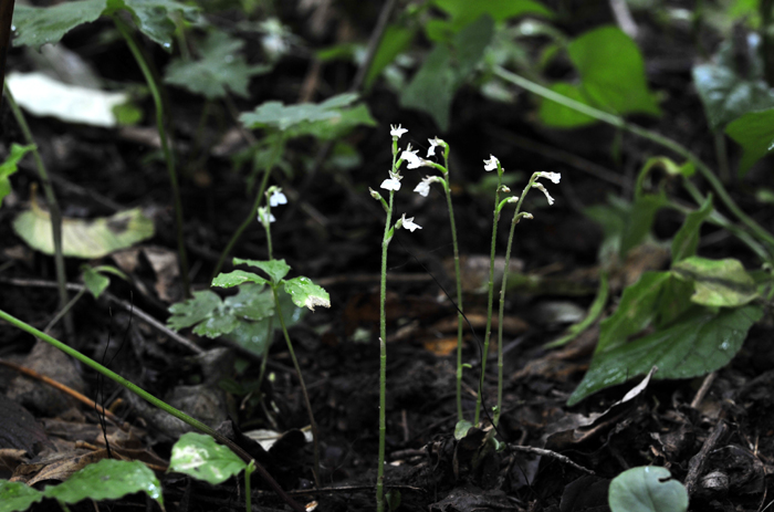 A new population of <i>Vexillabium yakushimense</i> has been discovered in the Yanggu region of northern Gangwon-do. 