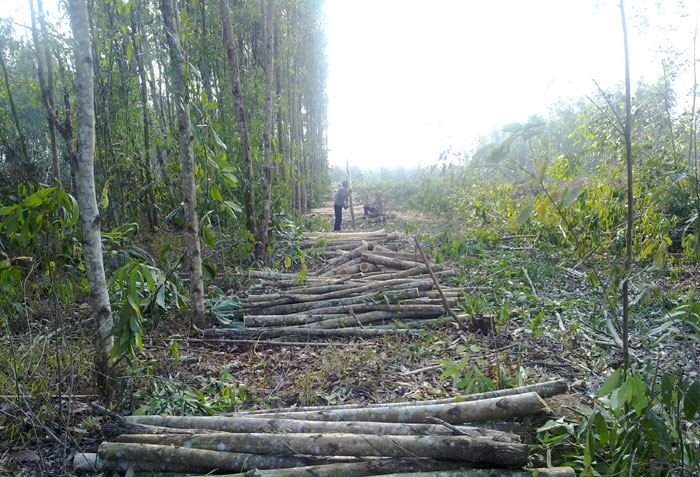 Korean firms help to create new forests by planting acacia trees in Vietnam (top). Workers harvest the trees for local processing (bottom).