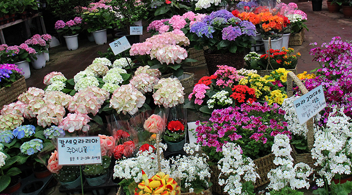 All kinds of colorful flowers wait to be purchased at the Yangjae Flower Market, giving the feeling of an early spring. (photo: Limb Jae-un)