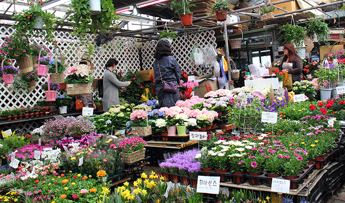 Customers shop for flowers to lighten up their homes in preparation for spring. (photo: Limb Jae-un)