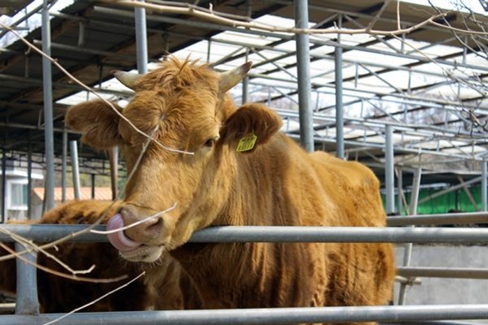 This cow seems excited to see us ~