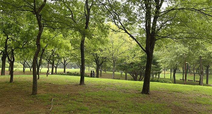 Yeouido Park is an oasis for Seoul citizens, as the trees and shrubs provide shade and a refuge from the busy pulse of city life. (photo: Jeon Han)