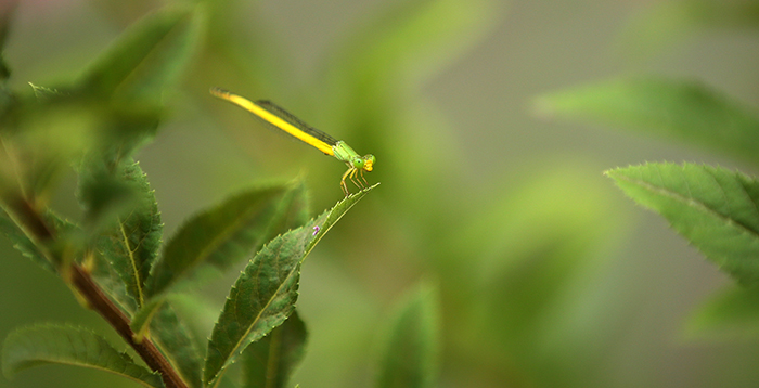 A dragonfly in green camouflage sits atop a leaf in Seonyudo Park on August 5. Seonyudo Park is home to a diverse range of plants and insects. (photo: Jeon Han)
