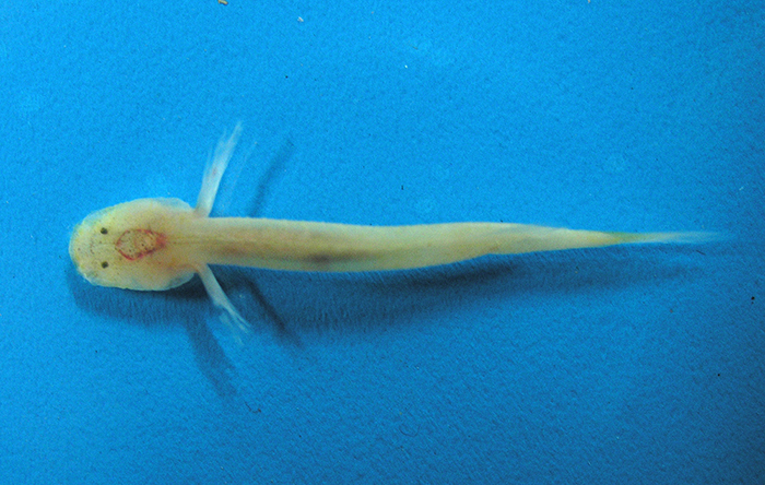 The Luciogobius Pallidus found in the Yongcheon Cave’s spring water has an 8.9% difference in its base sequence of DNA from the previously identified <i>Luciogobius Pallidus</i> inhabiting the waters off Jeju’s southern coast. (photo courtesy of the Cultural Heritage Administration)