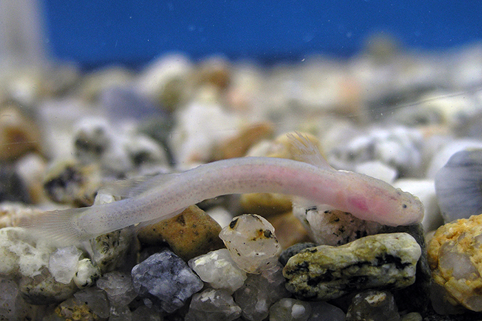 The new species of <i>Luciogobius Pallidus</i>, found in the subterranean spring waters of Jeju’s Yongcheon Cave, has a comparatively large head with light pink transparent skin. This is due to a lack of melanin pigment. (photo courtesy of the Cultural Heritage Administration)