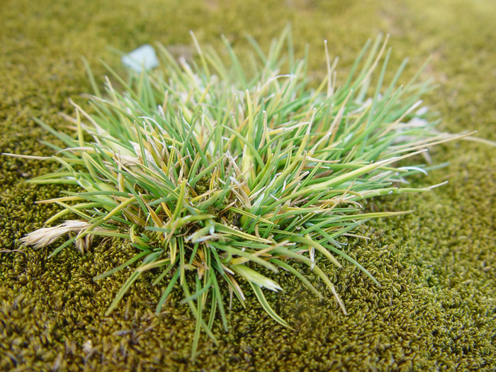  <i>Deschampsia antarctica</i> inhabits the land surrounding the King Sejong Station in Antarctica. 