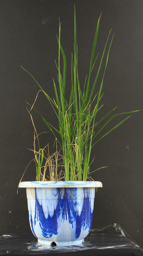 Transgenic rice plants(right) have a level of cold tolerance five times higher than that of ordinary rice plants. 
