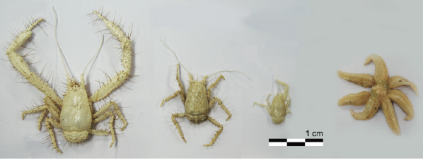 The kiwa crab and the seven-legged paulasterias starfish are both recently found in the deep waters of the Southern Ocean. 