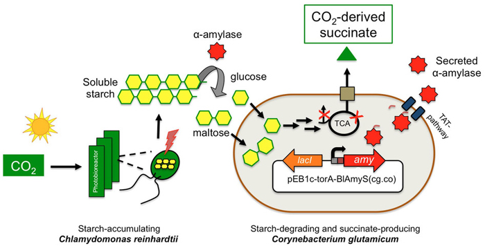  The engineered <i>C. glutamicum</i> strains can produce succinate from pretreated microalgal biomass of CO2-grown <i>Chlamydomonas reinhardtii</i>. 