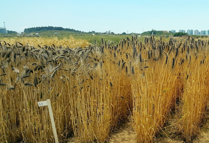 <i>Heukgwang</i> (흑광), a kind of colored barley developed by the Rural Development Administration, is richer in anthocyanin than standard barley. (Rural Development Administration)