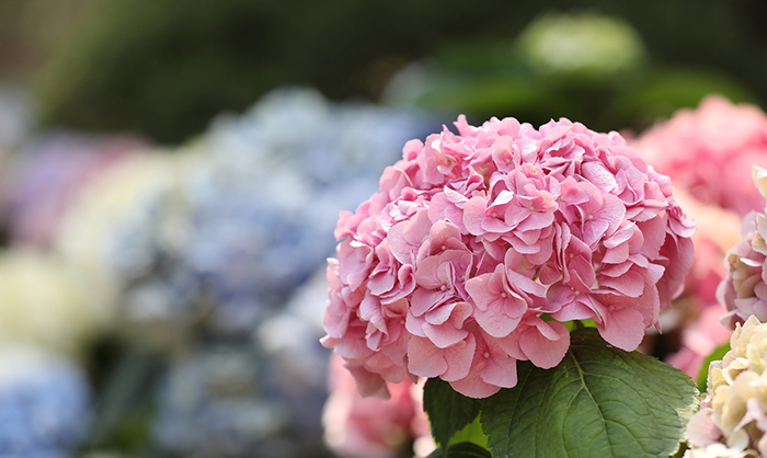 Hydrangeas