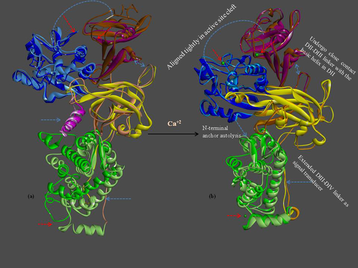  Changes in the structure of calpain when it is combined with calcium and activated (image courtesy of the National Institute of Animal Science) 
