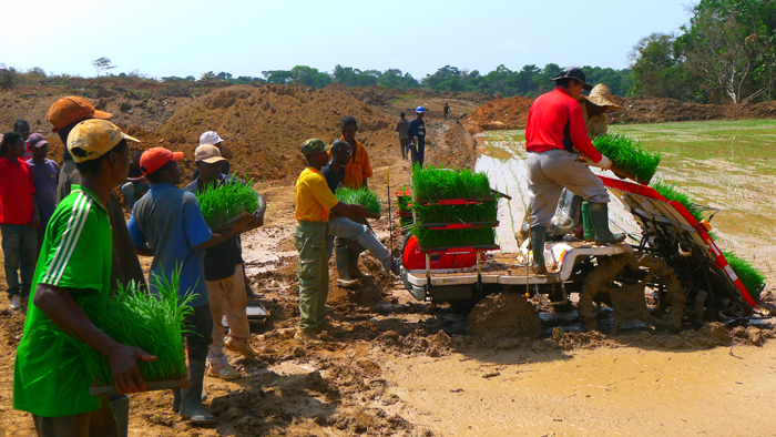 Farmers in Cameroon plant rice using farming machines at the newly-mechanized rice farm.
