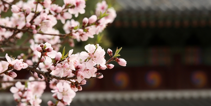 cherryblossom_article_01.jpg