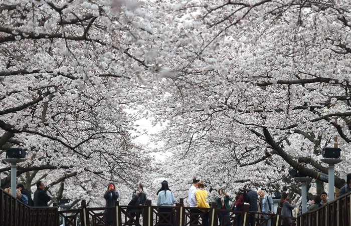 cherryblossom_article_02.jpg