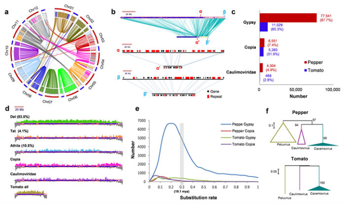 A comparison of the gene base sequence of tomatoes and chilies (Images courtesy of the RDA)