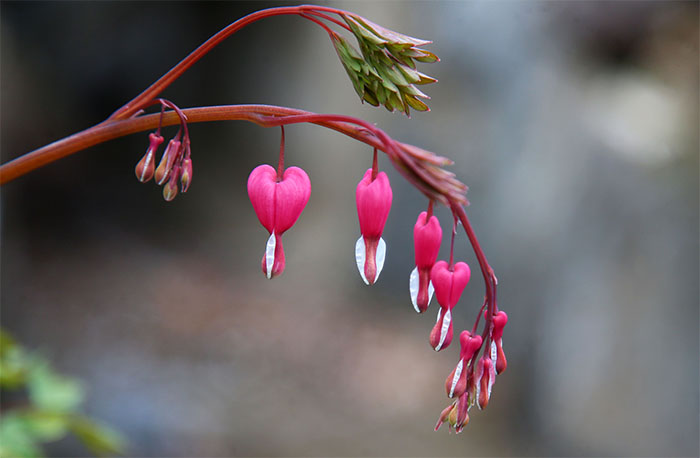 dicentra_inside_1.jpg