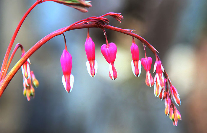 dicentra_inside_2.jpg