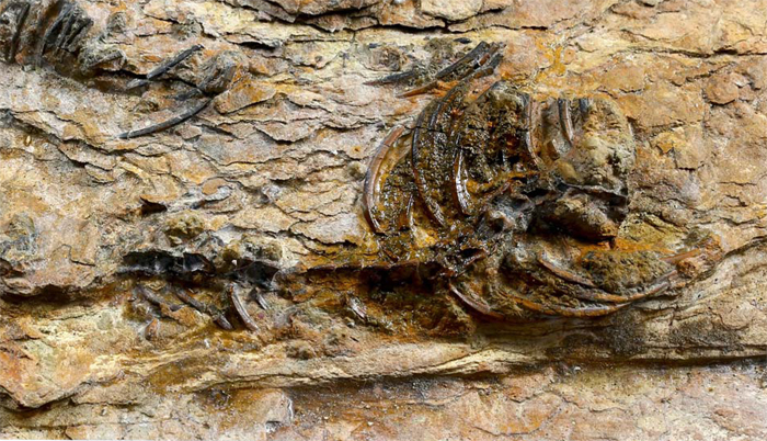 The fossilized remains of a carnivorous dinosaur, including a complete skeleton, are discovered in Korea for the first time. 