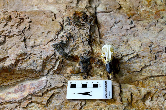 The fossils of a carnivorous dinosaur (left) are compared to a modern duck skull. 