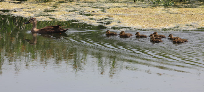 Ducks in Nanji Hangang Park. (courtesy of the Hangang Project Headquarters)