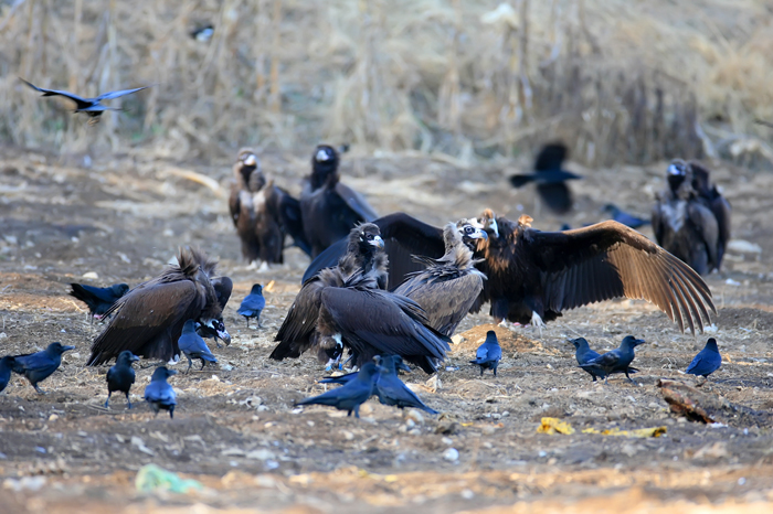 eagle-140404-1.jpg