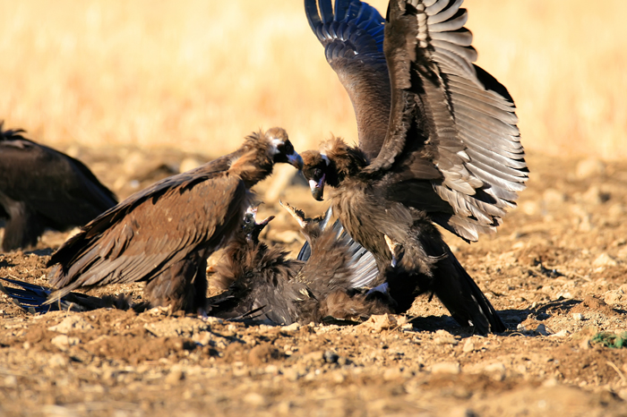 eagle-140404-2.jpg