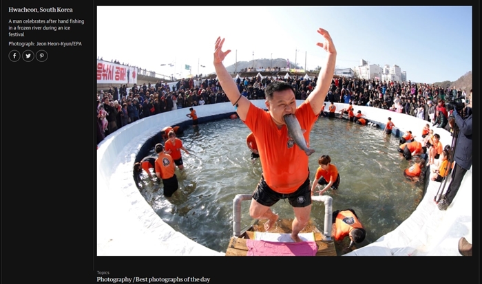 The U.K. daily Guardian on Jan. 6 shows a man celebrating after catching a trout hand fishing in a frozen river during the Hwacheon Sancheoneo Ice Festival. The Guardian chose the picture as one of its “Best Photographs of the Day.” (captured from Guardian's site)