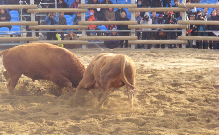Bulls fight during the National Folk Bullfight Festival. 