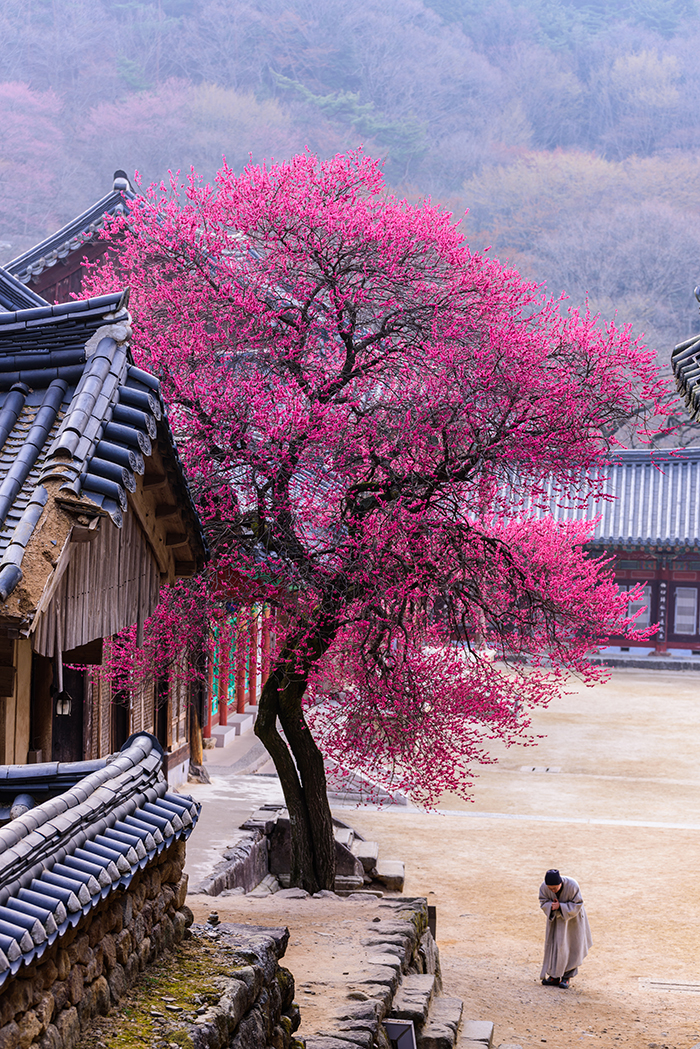 The gold prize winner, ‘Red Apricot Blossoms at Hwaeomsa Temple,’ shows how the spring scenery at Hwaeomsa Temple in Gurye-gun County, Jeollanam-do Province, brings beauty to the world.