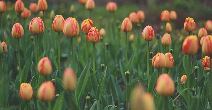 Tulip (튤립)