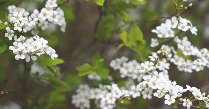 Bridal wreath (조팝나무)