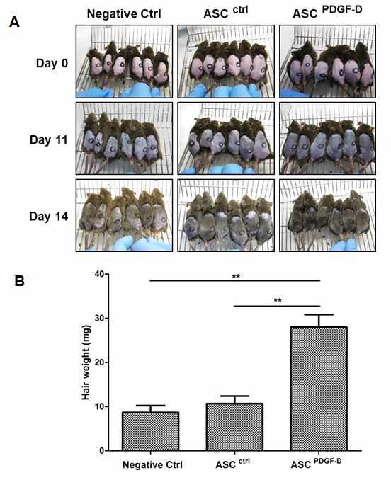 (A) Mice whose hair was shaved for research purpose (far right column) are injected with adipose-derived stem cells to see whether or not their hair grows comparably faster than that of other mice. Photos are taken on day 0, day 11 and day 14. (B) The weight of the new hair on the mice injected with adipose-derived stem cells more than doubles over that of the control mice 14 days after the injection. (photos courtesy of the Ministry of Science, ICT and Future Planning) 