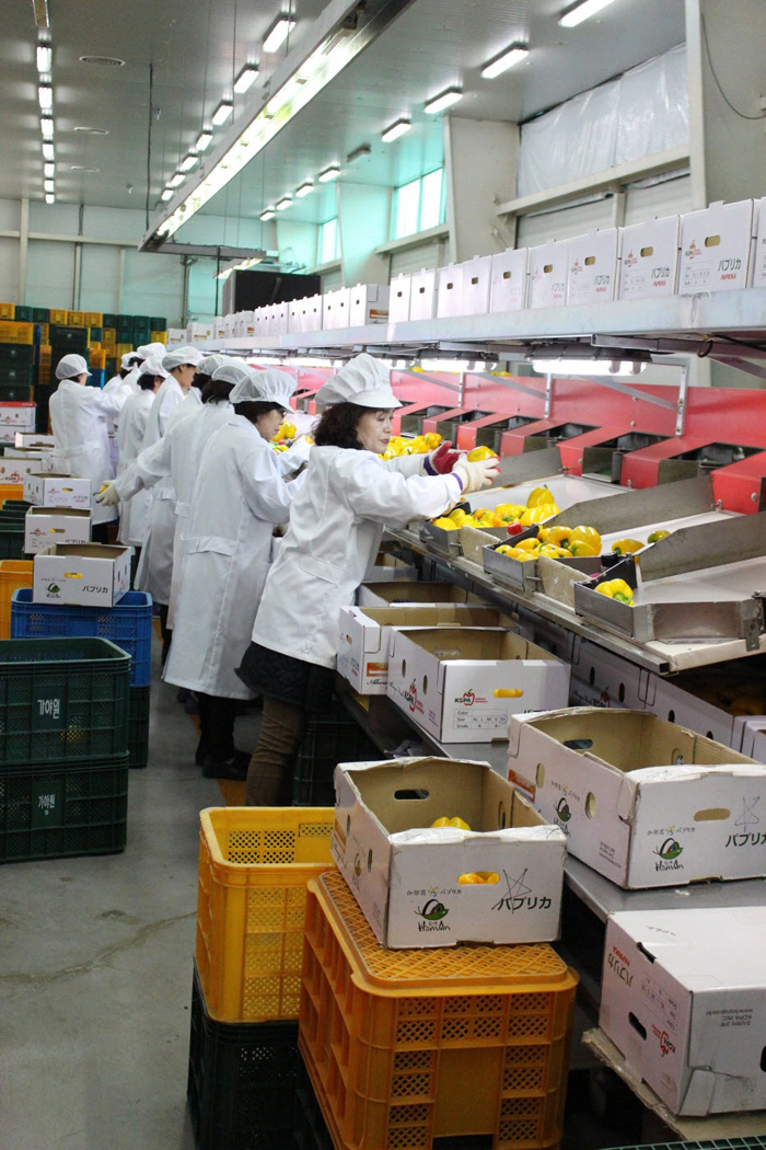Haman-gun County's major industry is manufacturing, but it also has a large agricultural industry, including growing greenhouse vegetables. (From top) The photos show the Haman General Industrial Complex, watermelon farms, a watermelon shipping house and bell pepper sorting lines.