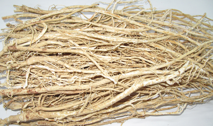 Milkvetch root, a medicinal herb, has been found to be effective in treating degenerative arthritis and in suppressing the progress of arthritis and other inflammatory diseases. (photo courtesy of the RDA) 