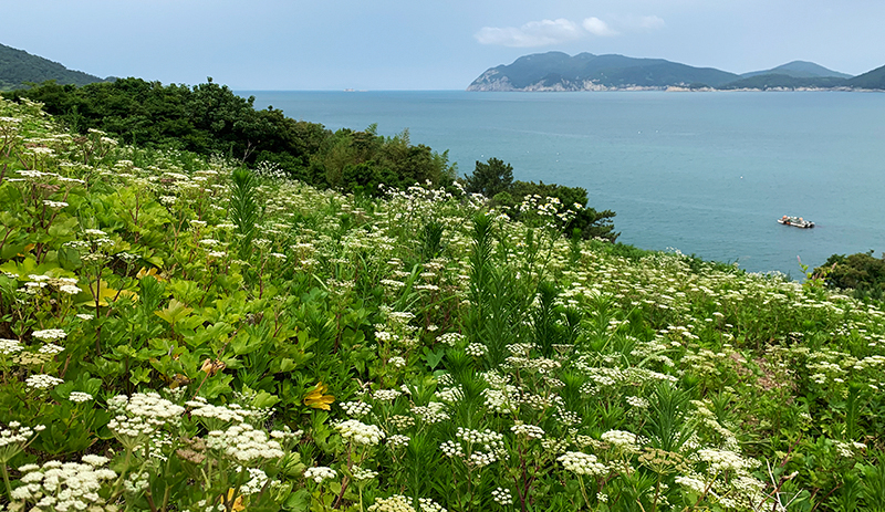 Siler root flowers abound in June on Geumodo Island.