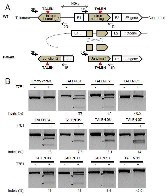  Diagrams show how 'genetic scissors' operate. The researchers created a TALEN pair to invert a chromosomal segment in the human iPSCs to create a hemophilia A model cell line. They then injected the TALEN into the inverted stem segment. Afterward, they were able to revert the inverted segments, changing them back to normal. (image courtesy of the Proceedings of the National Academy of Sciences) 