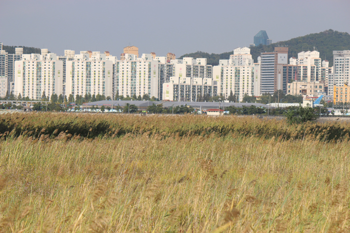 kfestival-141006-13.jpg
