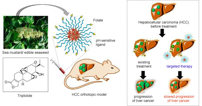 Triptolides can be injected into nanoparticles as part of the liver cancer therapy process. (photo courtesy of the MISP)