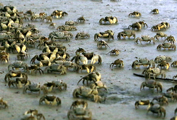 Mudflat crabs show up in the Janghang wetlands. (courtesy of Goyang City)