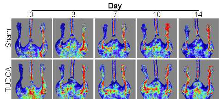 After TUDCA is orally injected into mice infected with ischemic diseases, blood vessels regenerate and blood starts to circulate normally. 