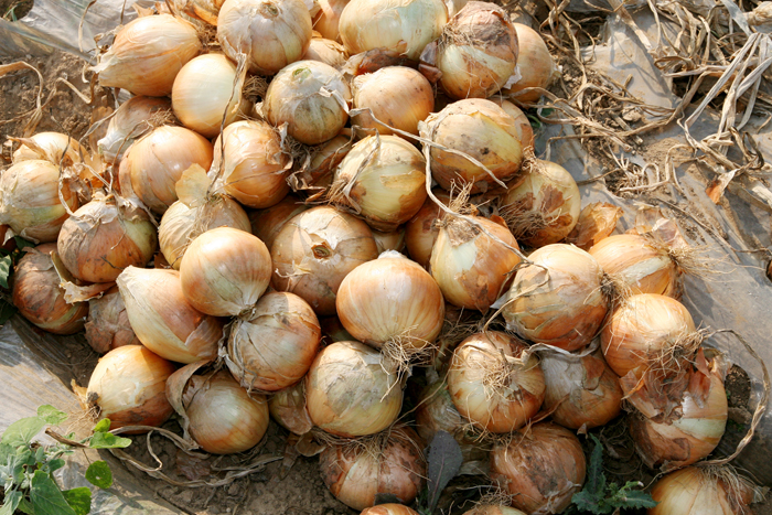 Harvested onions on a field. (photo courtesy of the Rural Development Administration)