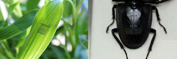 All-carbon electronic devices are attached to the surface of plants or insects. Once attached, the device can sense gas and transmit data through a wireless communication system without causing any negative effects for the host. (photos courtesy of the Ministry of Science, ICT & Future Planning)