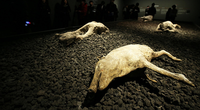  The casts of people and animals killed during the volcanic eruption. 